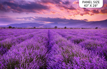 Lavender Fields Panel